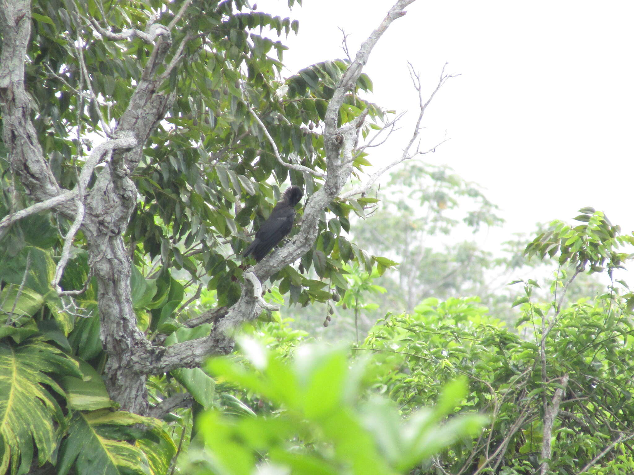 Imagem de Corvus jamaicensis Gmelin & JF 1788