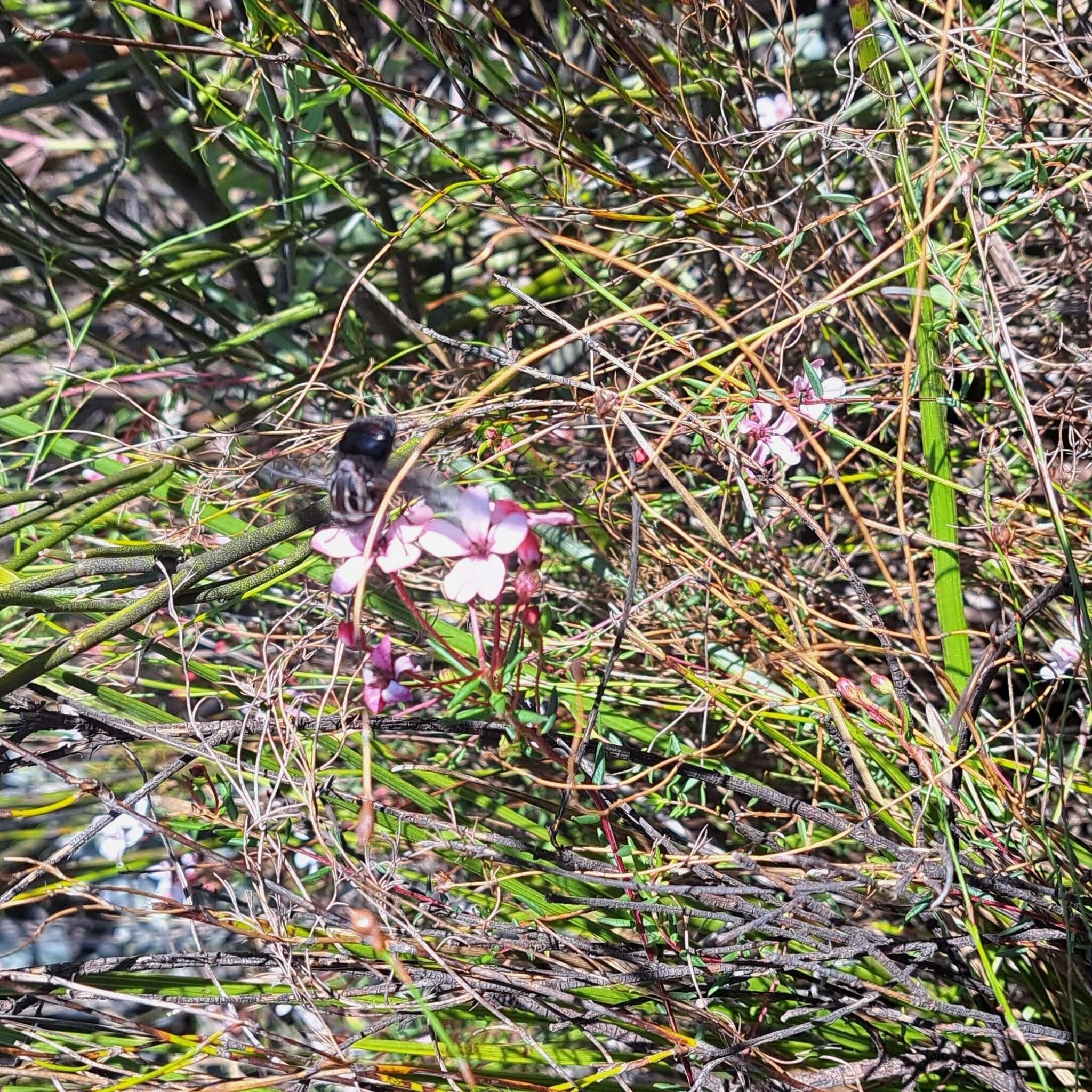 Image of Adenandra marginata subsp. marginata