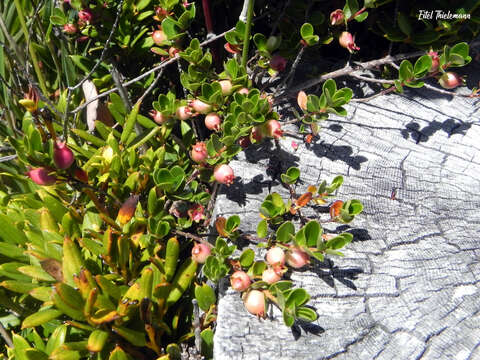 Image of Myrteola nummularia (Poir.) O. Berg