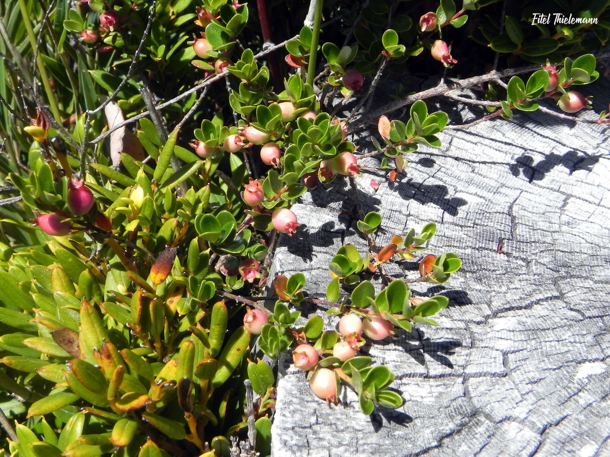 Imagem de Myrteola nummularia (Poir.) O. Berg