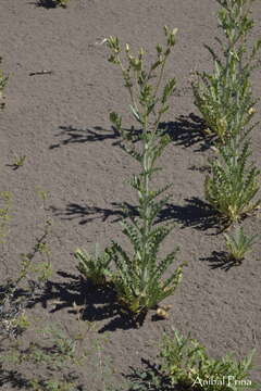 Image of wavyleaf blazingstar