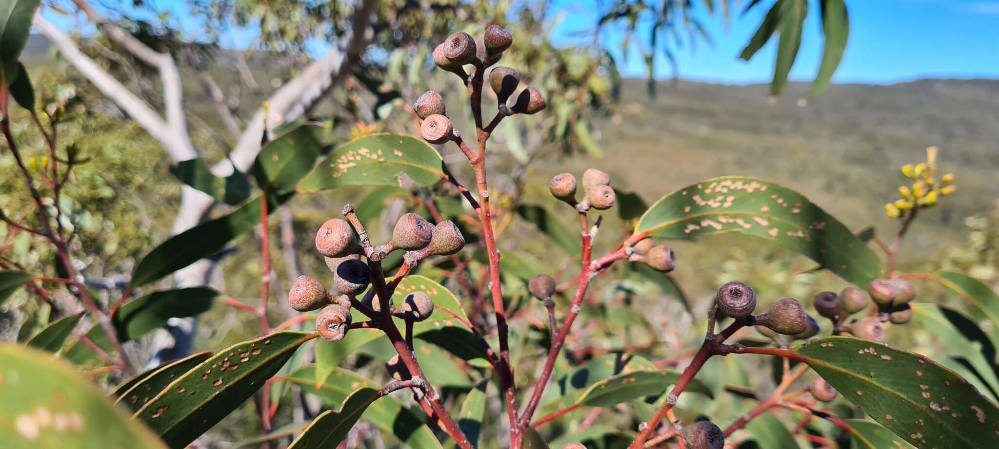 Eucalyptus haemastoma Sm. resmi