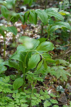 Image of Broadleaf solomon's seal