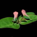 Image of Euphorbia colligata V. W. Steinm.