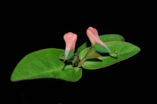 Image of Euphorbia colligata V. W. Steinm.