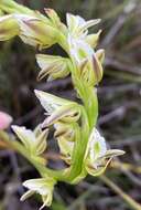 Image of Christmas leek orchid