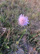 صورة Knautia dipsacifolia Kreutzer