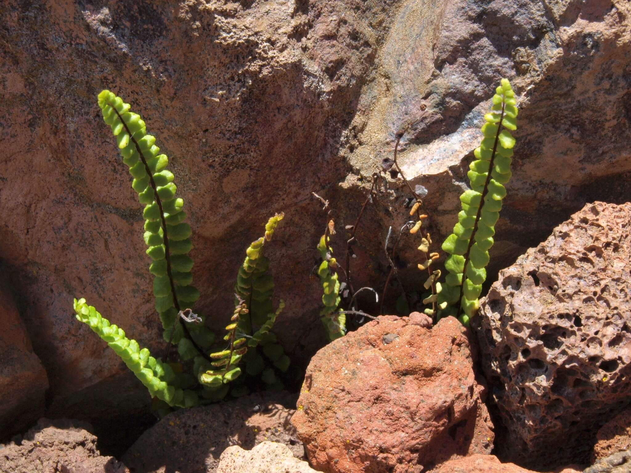 Image of dense spleenwort