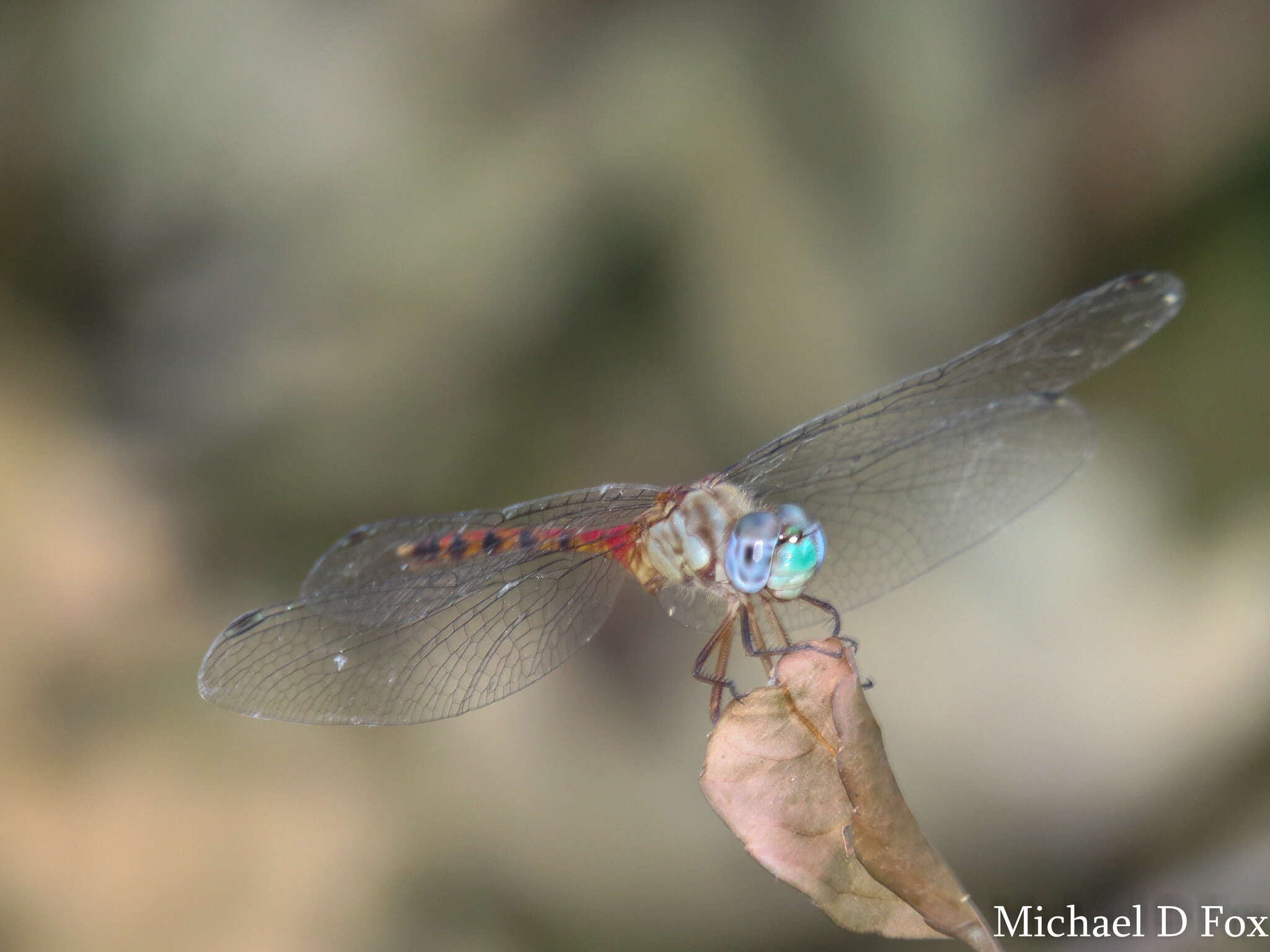 Image of Blue-faced Meadowhawk