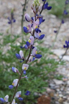 Imagem de Lupinus havardii S. Watson