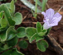 Plancia ëd Ruellia cordata Thunb.