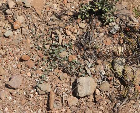 Image of Lotononis pumila Eckl. & Zeyh.