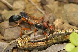 Image de Parapsammophila erythrocephala (Fabricius 1781)