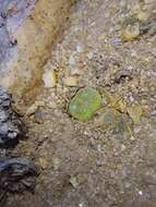 Image of Conophytum longum N. E. Br.