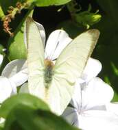 Image of Nepheronia buquetii (Boisduval 1836)