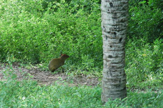 Image of Azara's Agouti