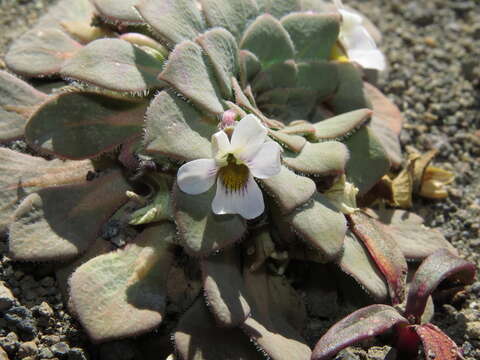 Image of Viola rosulata Poepp. & Endl.