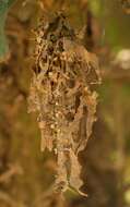 صورة Ramalina fraxinea (L.) Ach.