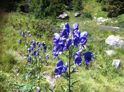 Слика од Aconitum degenii Gayer