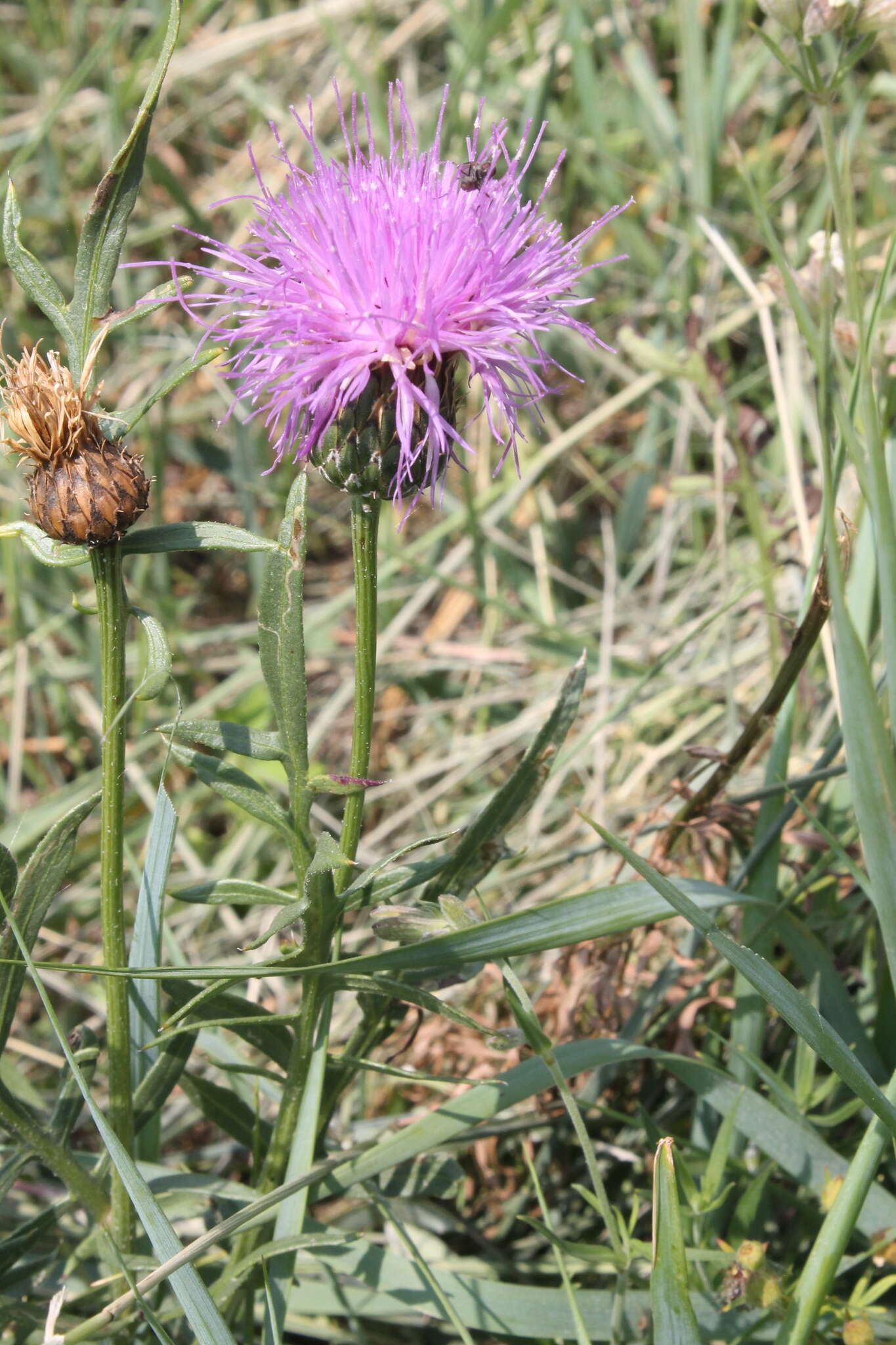 Image de Rhaponticum centauroides (L.) O. Bolòs