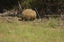 Image of Short-beaked Echidna