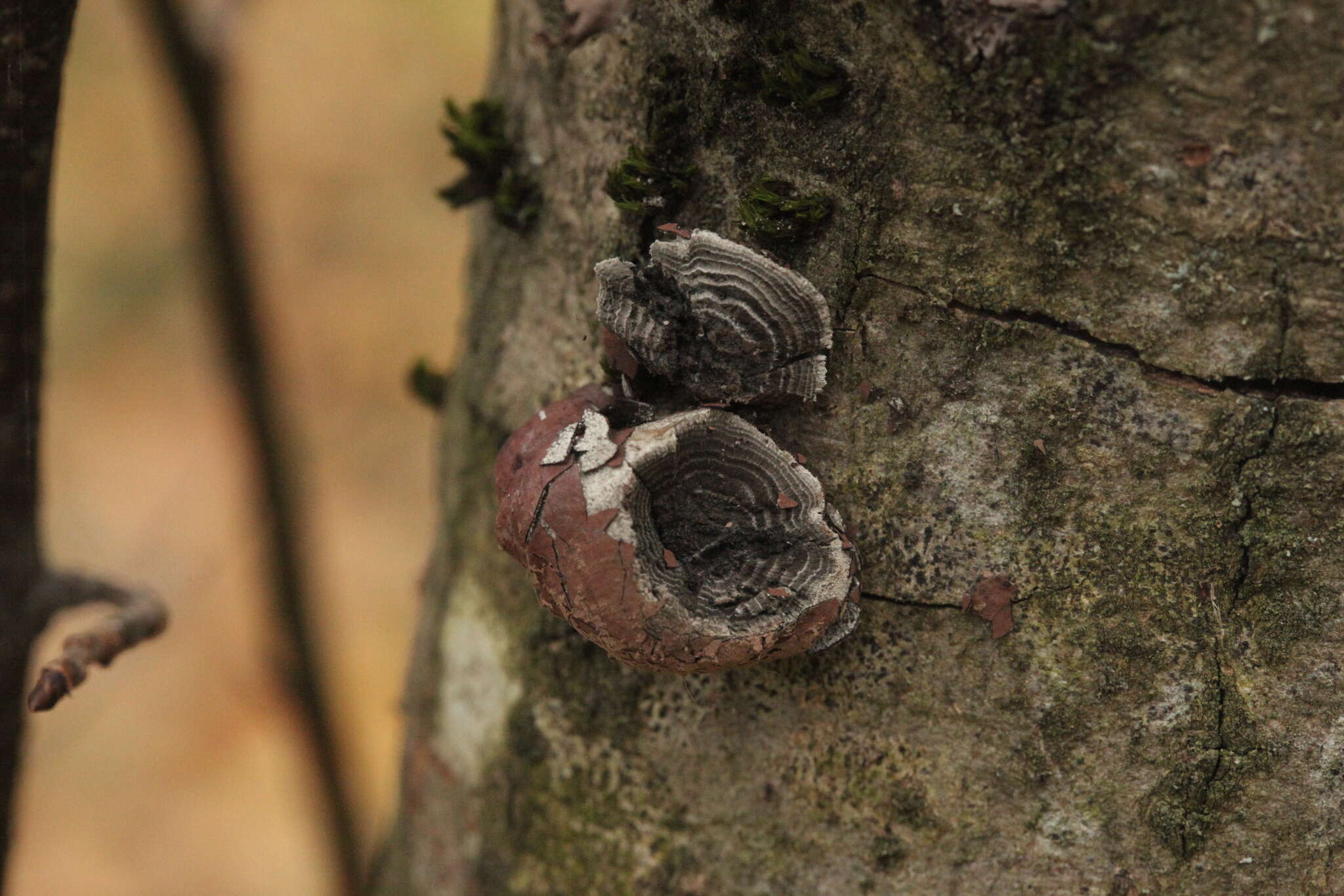 Image of Daldinia petriniae Y. M. Ju, J. D. Rogers & F. San Martín 1997