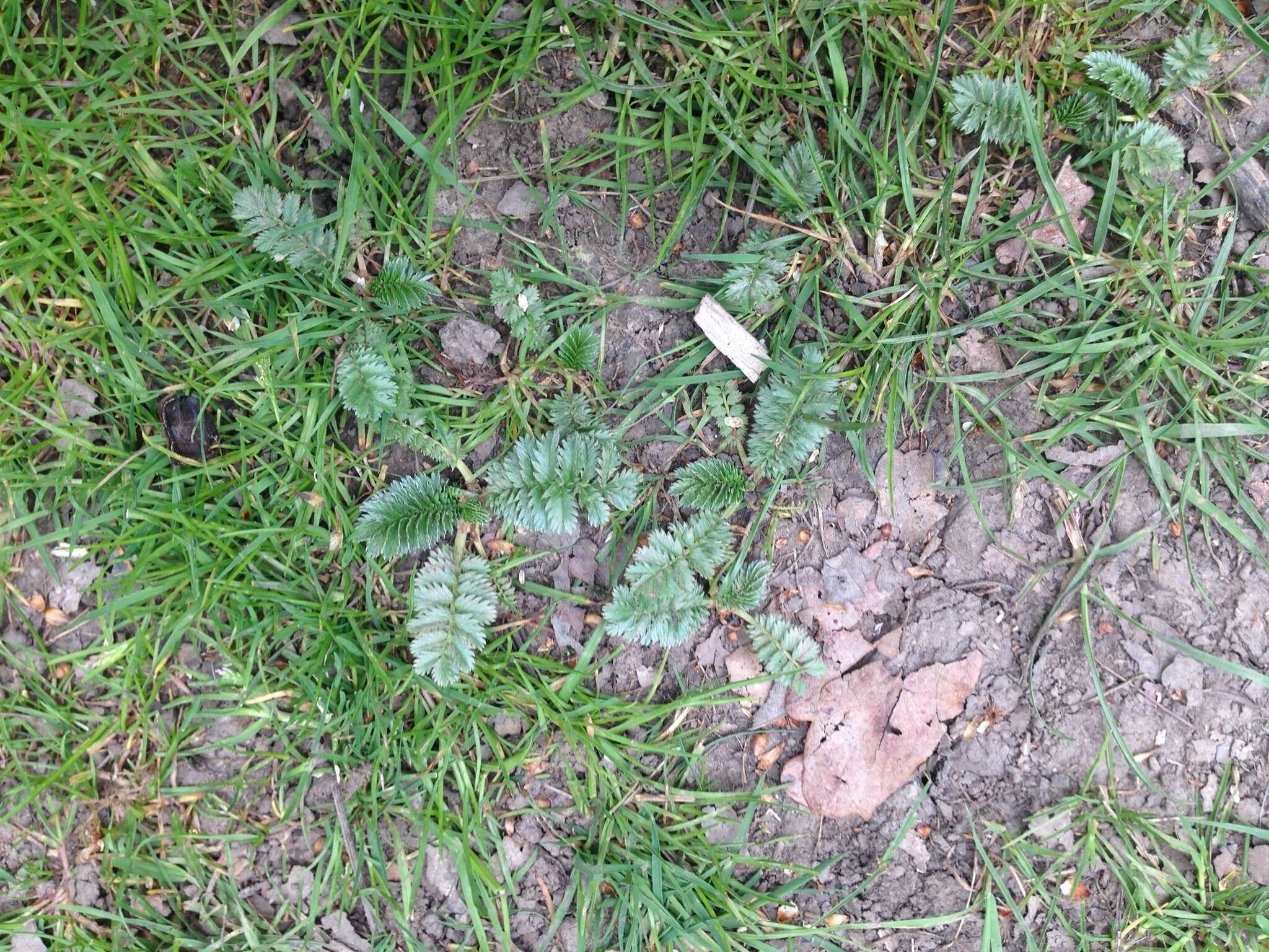 Image of silverweed cinquefoil