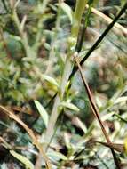 Image of Petrosedum montanum (Song. & Perr.) V. Grulich