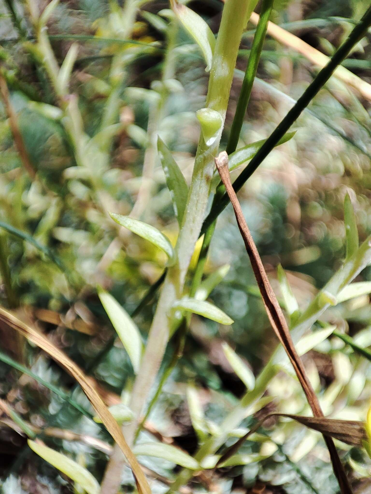 Image of Petrosedum montanum (Song. & Perr.) V. Grulich