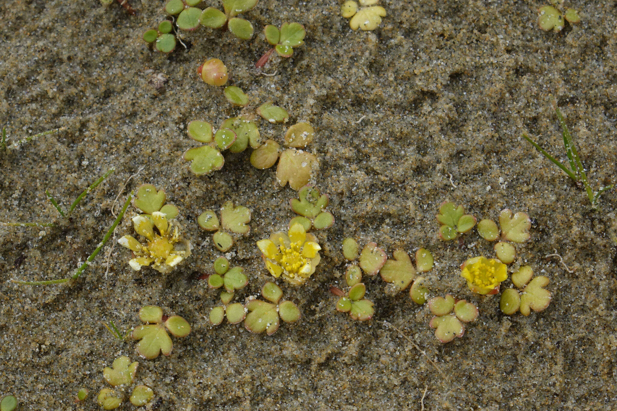 Image of Ranunculus acaulis Banks & Soland.