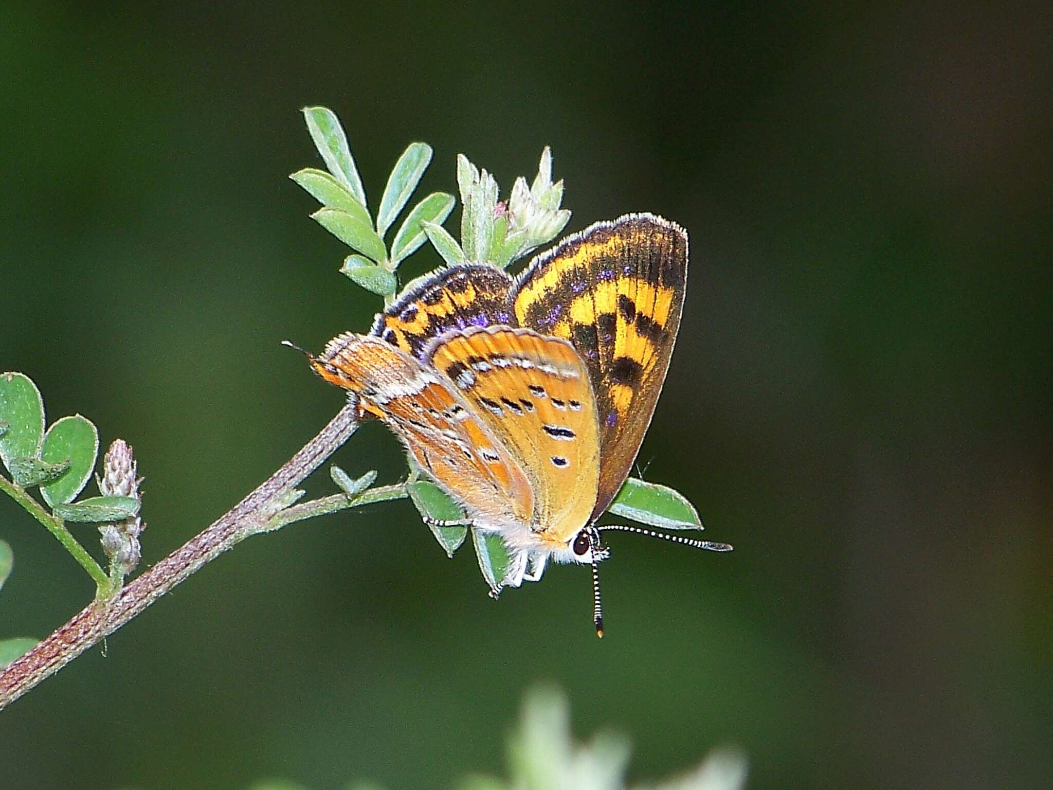 Image of Lycaena li (Oberthür 1886)