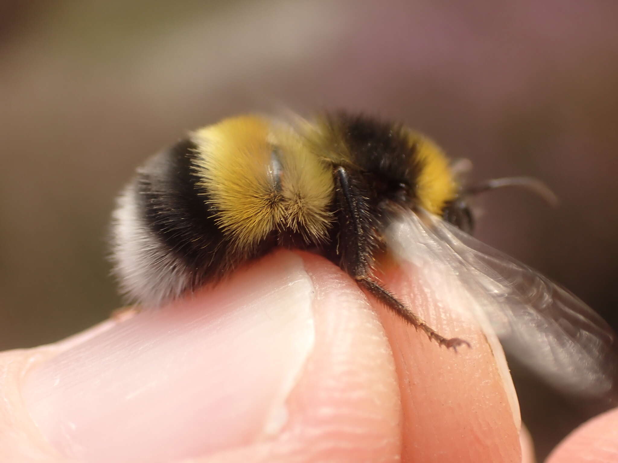 Image of Bombus magnus Vogt 1911