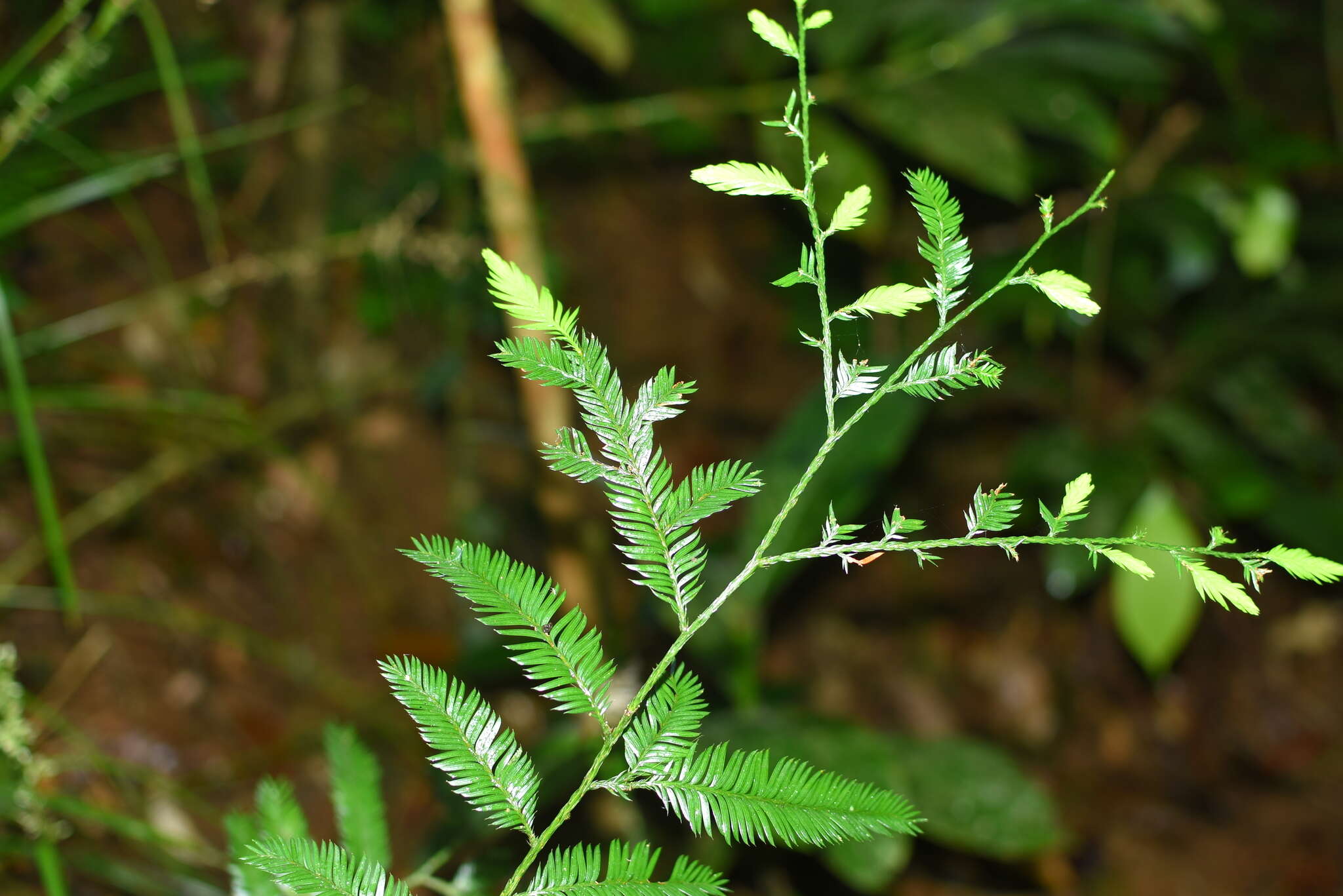 Image de Dacrycarpus imbricatus (Blume) de Laub.