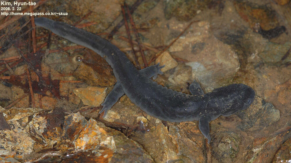 Image of Kori salamander