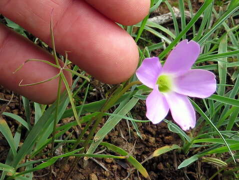 Imagem de Oxalis smithiana Eckl. & Zeyh.