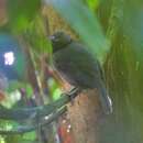 Image of Black-throated Antshrike