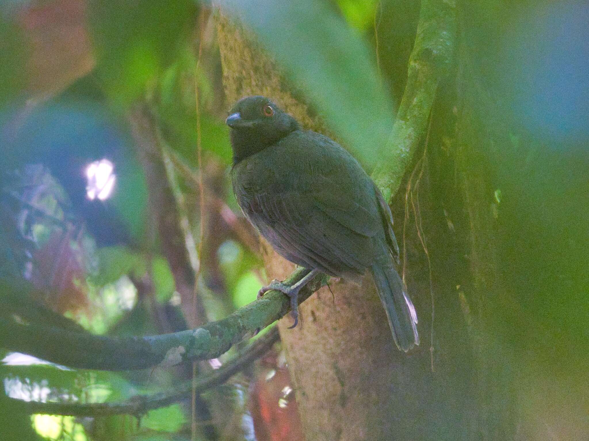 Image of Black-throated Antshrike