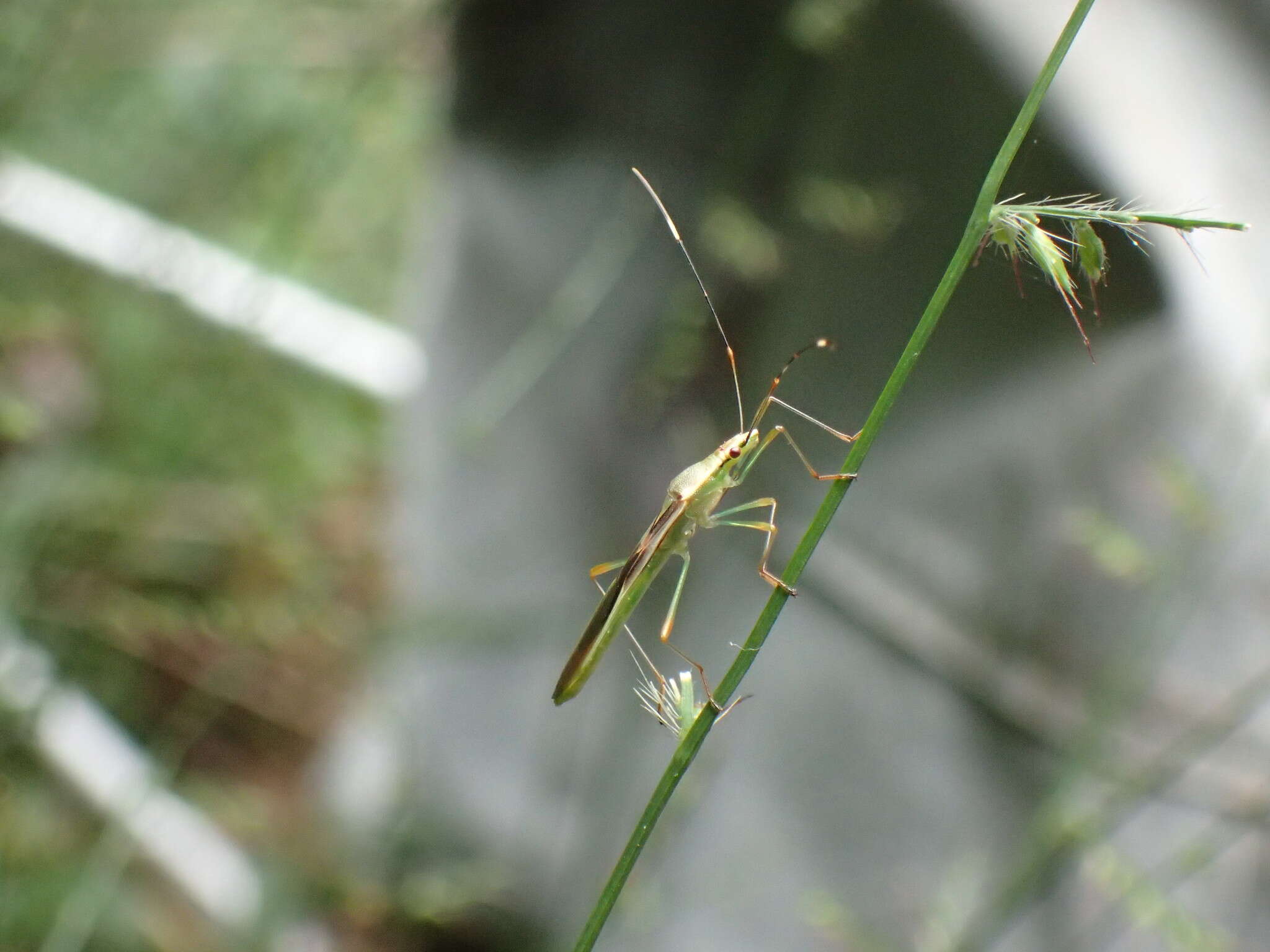 Image of Stenocoris (Stenocoris) apicalis (Westwood 1842)