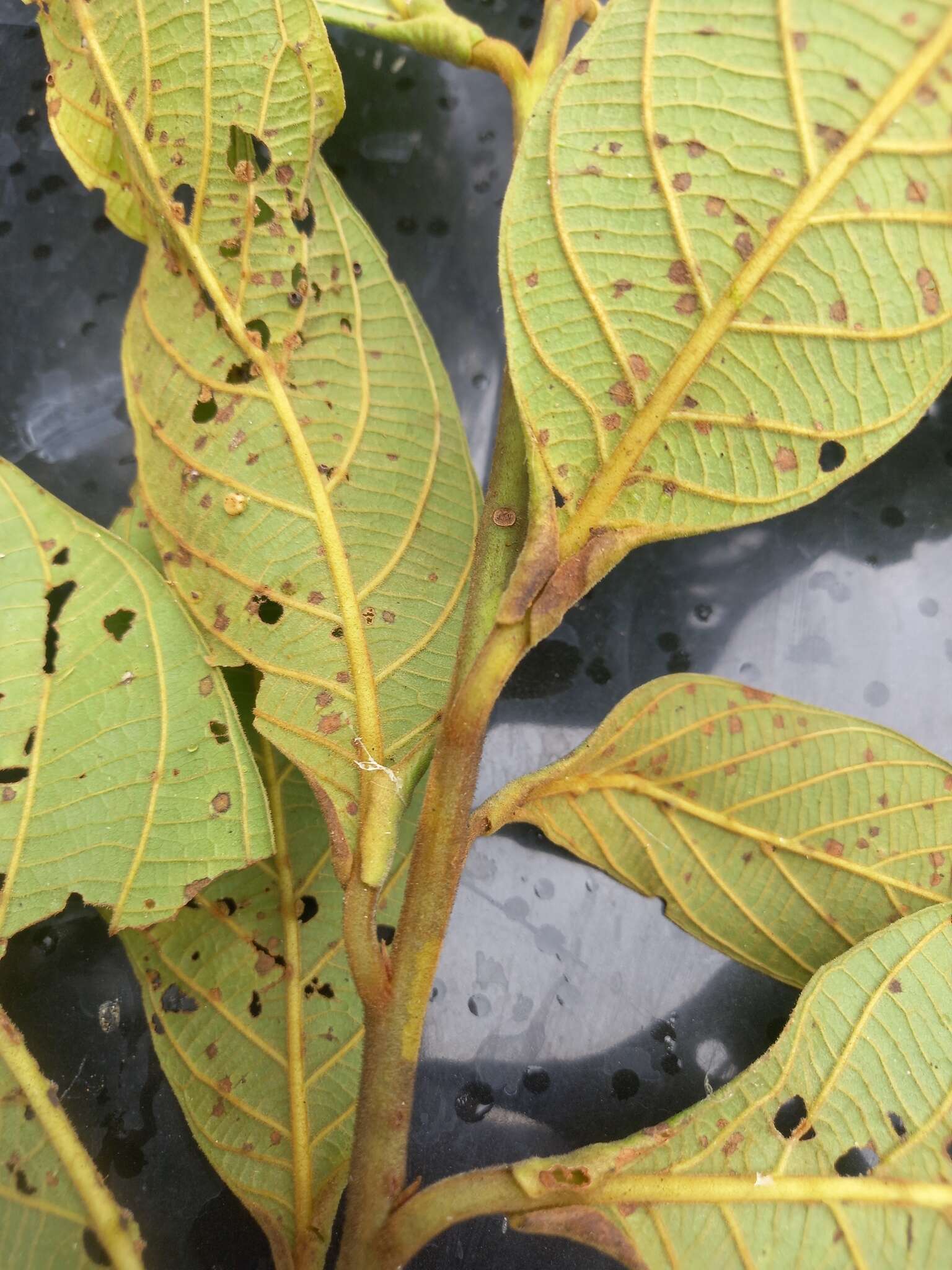 صورة Nectandra reticulata (Ruiz & Pav.) Mez