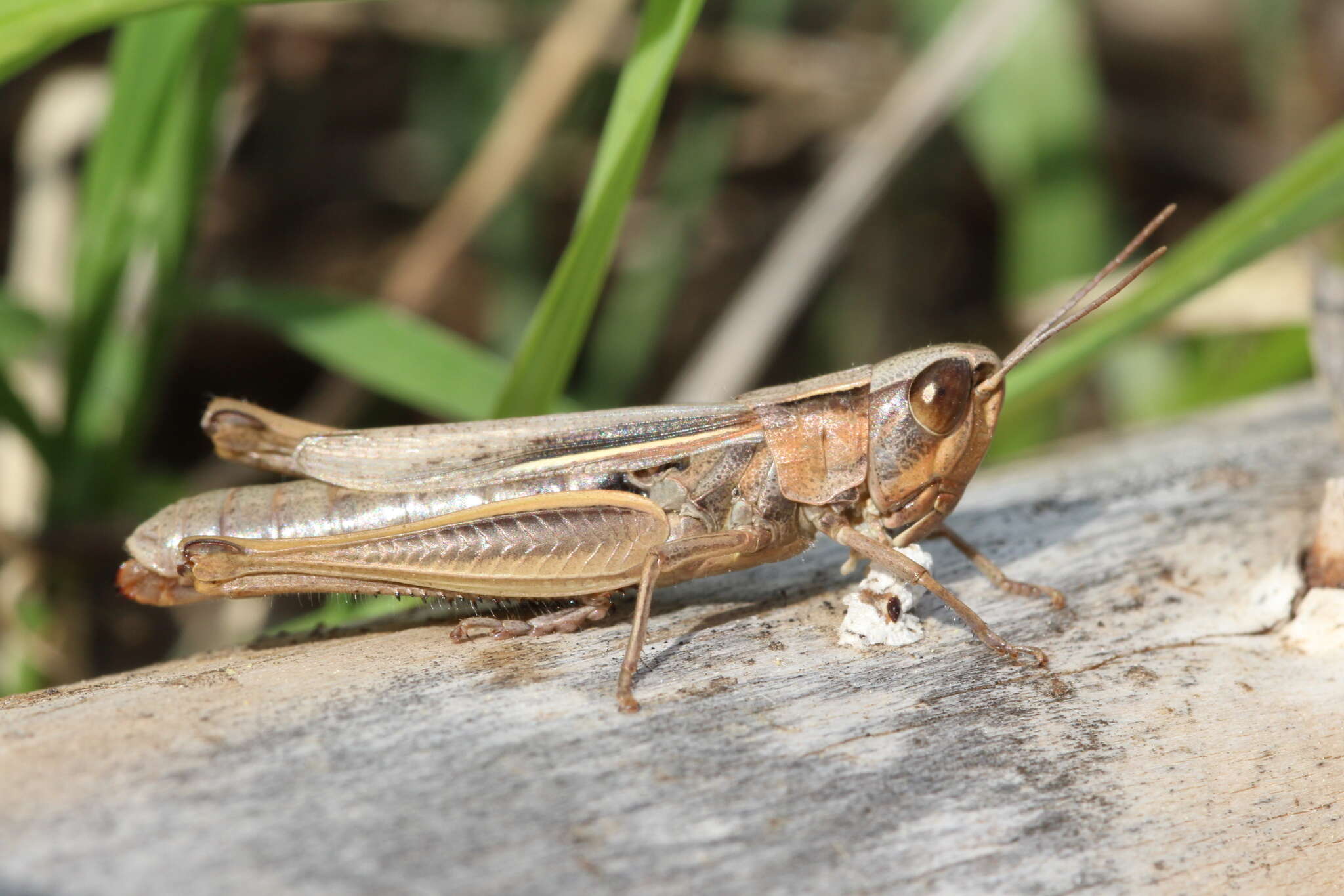 Image de Euchorthippus elegantulus Zeuner 1940