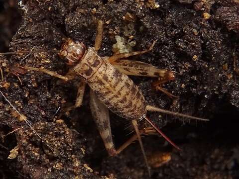 Sivun Petaloptila (Petaloptila) fermini Gorochov & Llorente del Moral 2001 kuva