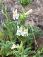 Image of Susanville beardtongue