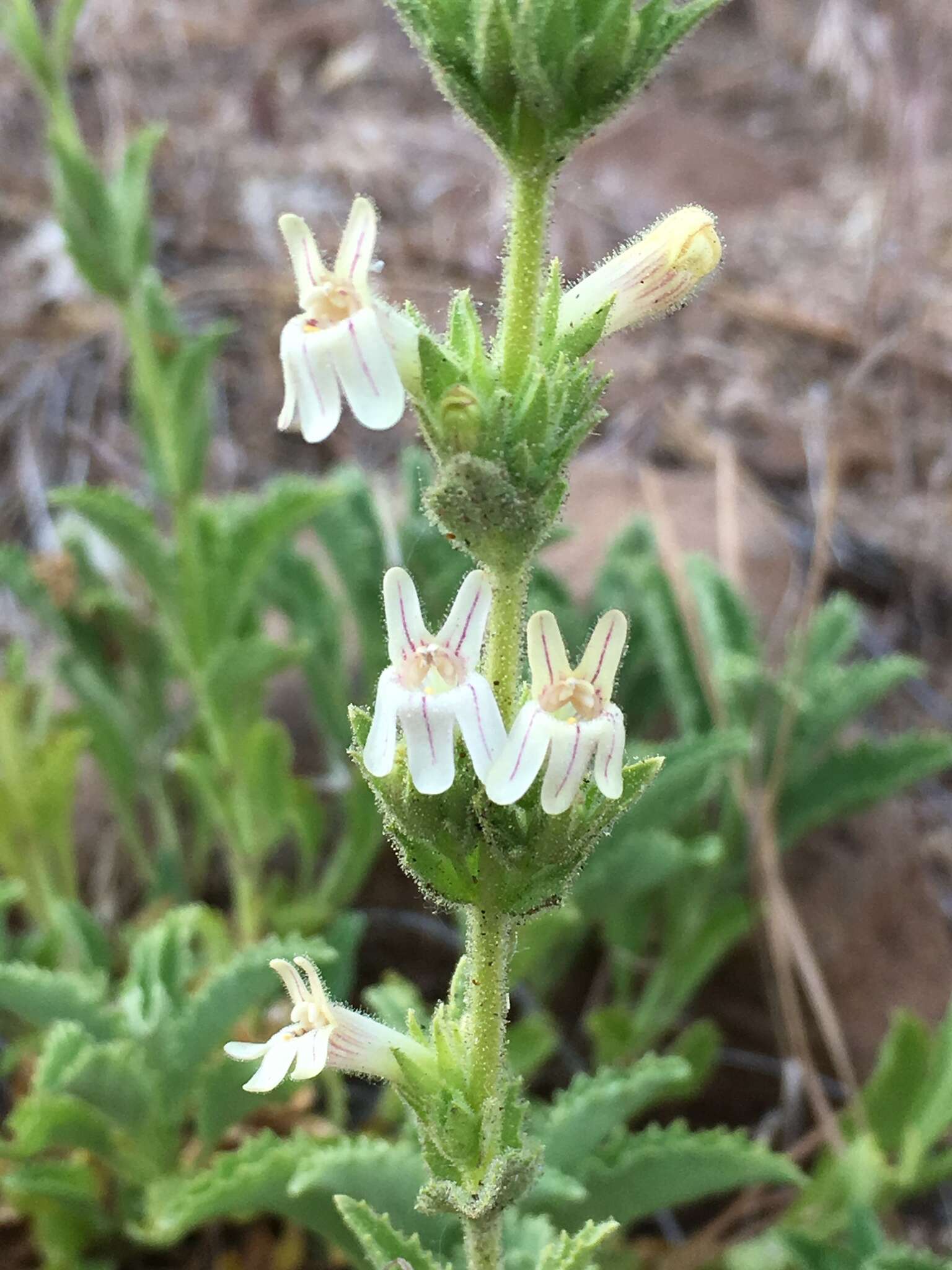 Image of Susanville beardtongue