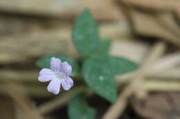 صورة Ruellia rubra Aubl.