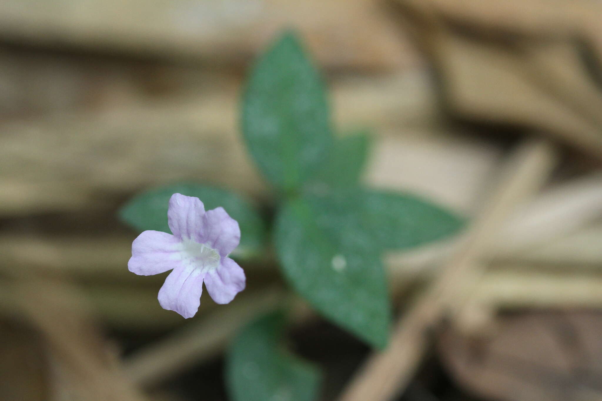 صورة Ruellia rubra Aubl.