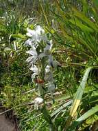 Chloraea piquichen (Lam.) Lindl.的圖片