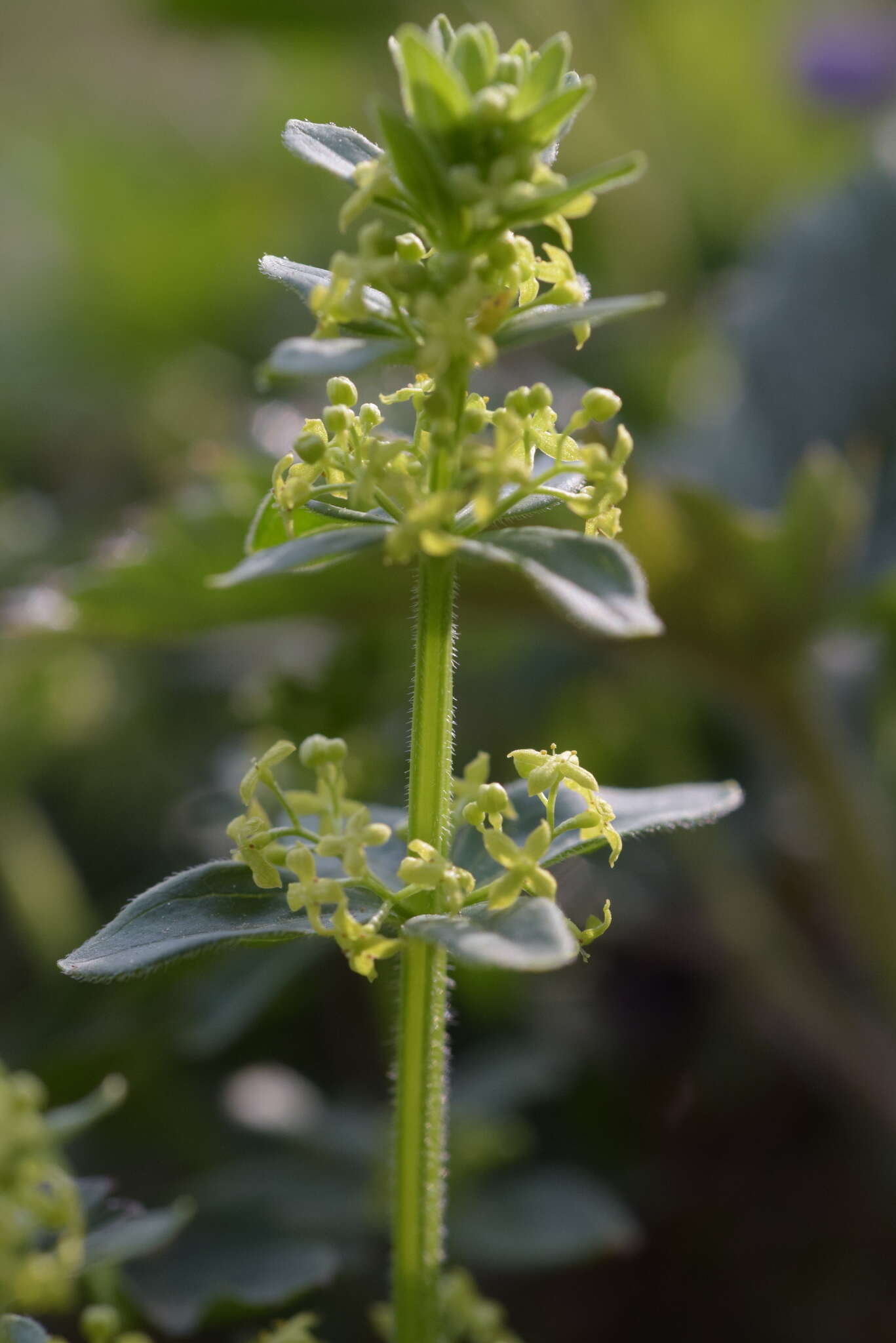 Image of Cruciata glabra (L.) Opiz