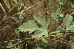 Image of Althaea × taurinensis