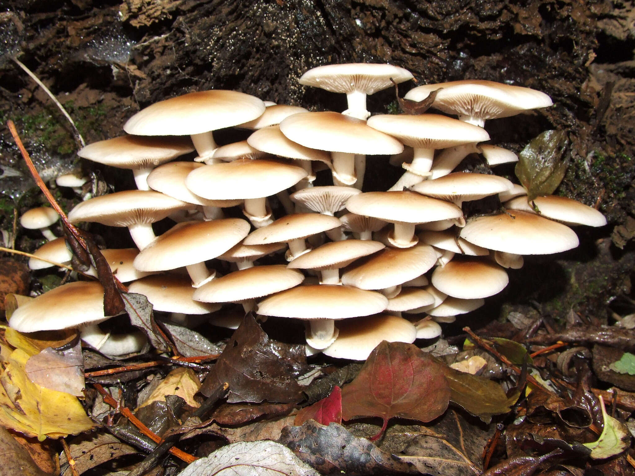 Cyclocybe aegerita (V. Brig.) Vizzini 2014 resmi