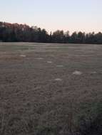 Image of southeastern pocket gopher